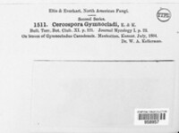 Passalora gymnocladi image